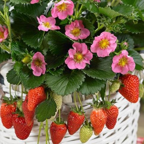 Gasana strawberry, light pink flowers and red fruit