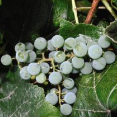 Vitis 'Bluebell', pale blue grapes
