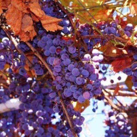 Concord grape, purple grapes