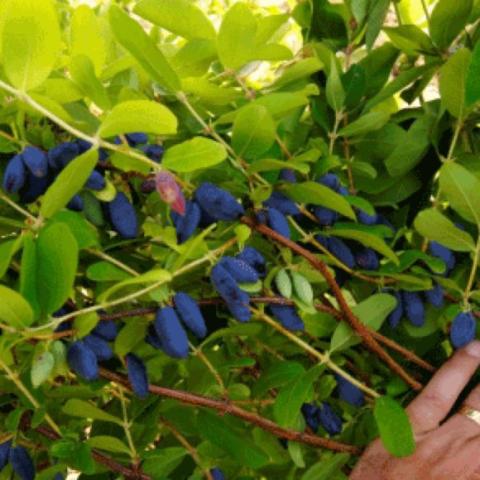 Lonicera Honeybee, blue berries