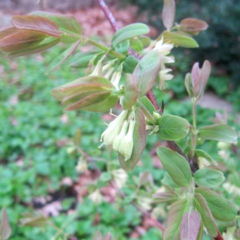 Lonicera honeyberry flower close up, light yellow pendant, reddish green foliage