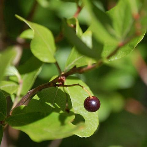 Huckleberry fruit and green leaves