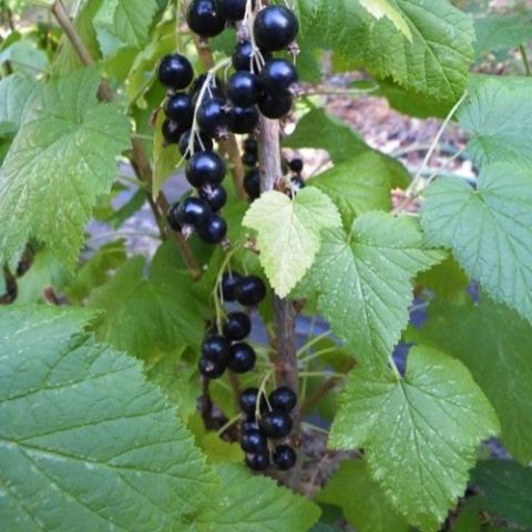 Jostaberries, black shiny fruits in a cluster