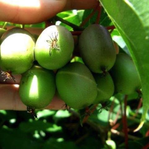 Actinidia Ananasnaja, green kiwiberries in a cluster
