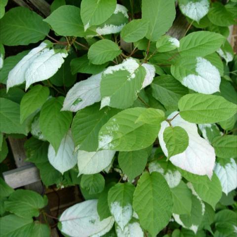 Arctic Beauty Kiwi leaves, showing white markings almost like paint spilled