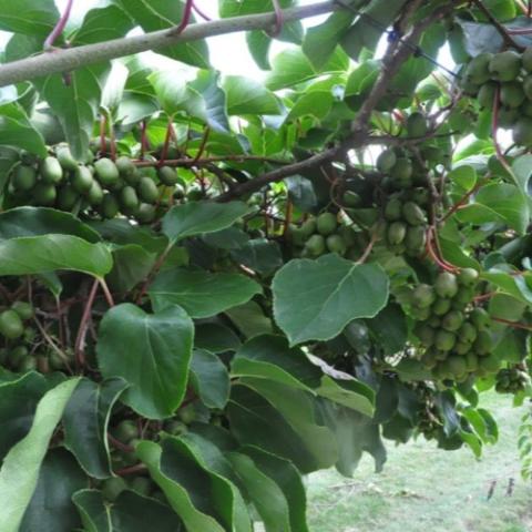 Actinidia Geneva 3, green kiwiberries in a cluster