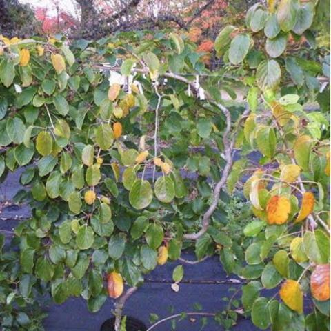 Actinidia Meader, non-fruiting kiwi plant, green leaves