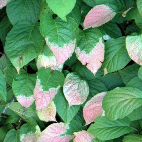 Red Beauty kiwi leaves, showing pink variegation