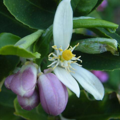 Lemon flower, white with pinkish buds