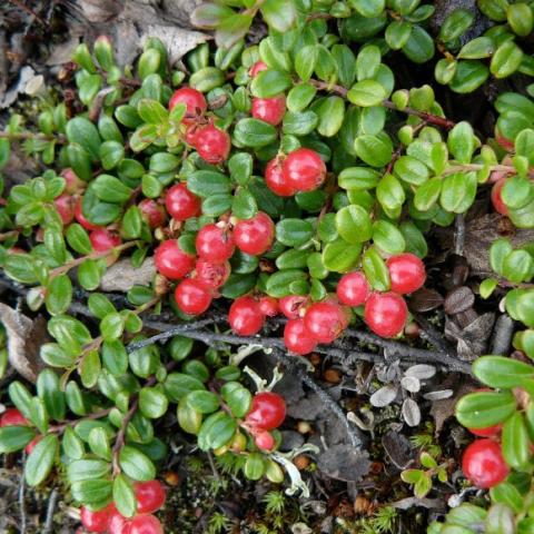 Lingonberry in fruit