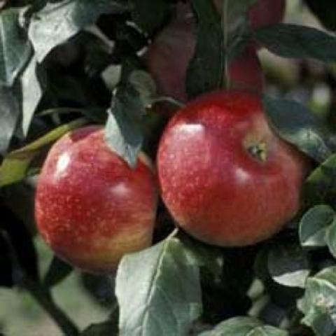 Malus 'Zestar', red fruits