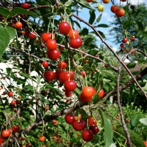 Prunus 'North Star' growing on tree, bright red cherries