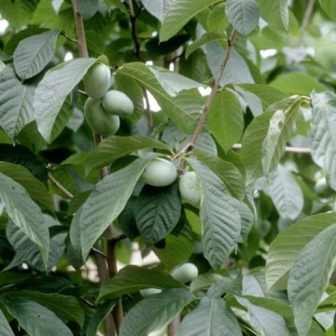 Pawpaw fruit, green on the gree, with striated green leaves