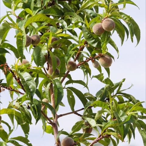 Prunus 'Contender' with peaches