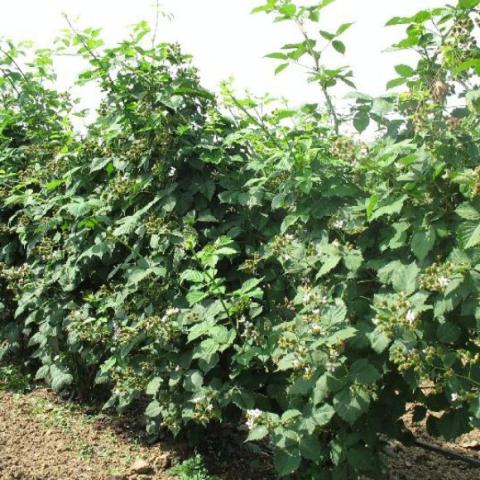 Raspberry bushes growing strongly