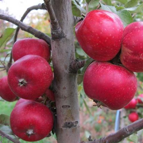 Malus Porter's Perfection, red apples on a tree
