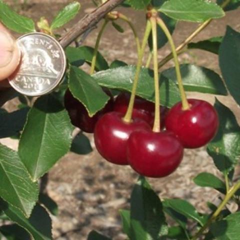 Prunus Romeo, dark red fruit, smaller than a quarter coin