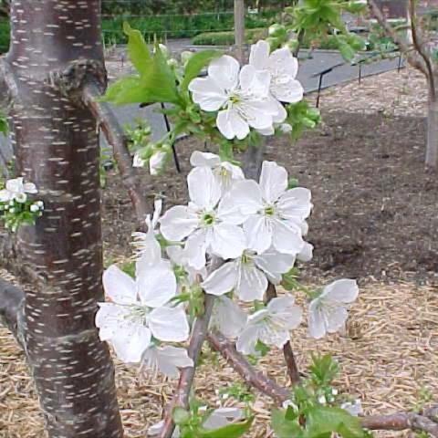 Prunus 'Stanley', white blooms