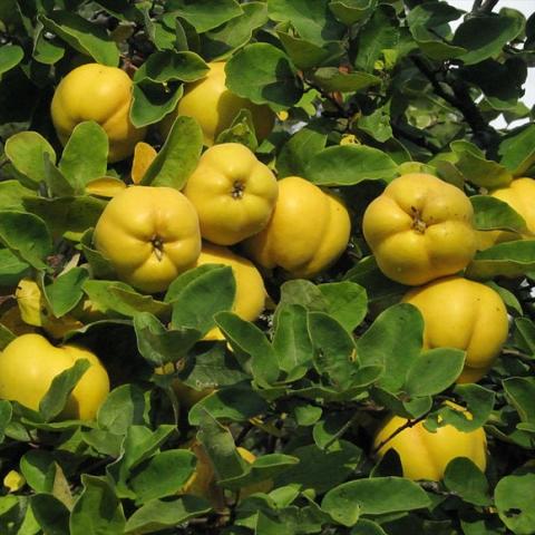 Common quince, yellow sculptural fruits