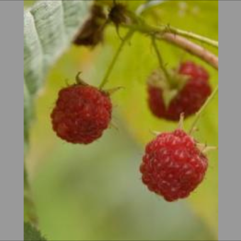 Raspberry 'Caroline', red berries on the stem