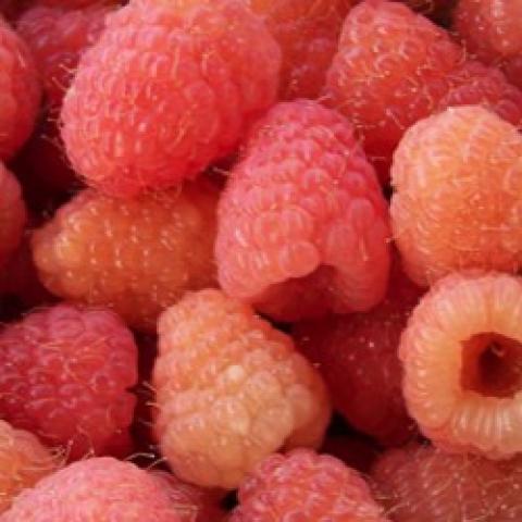 Double Gold raspberry, pinkish gold fruit