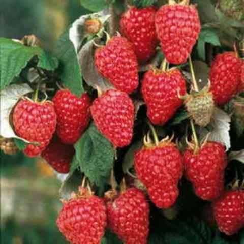 Rubus Heritage, bright red fruit