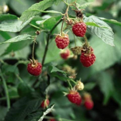 Killarney raspberries on the bush