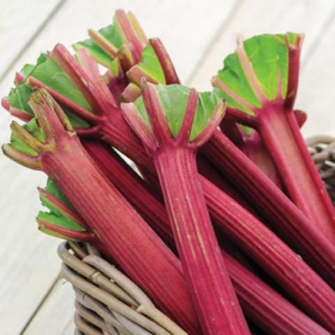 Chipman's Canada Red rhubarb