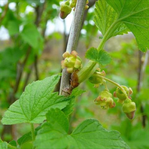 Ribes 'Consort', green flowers and green leaves