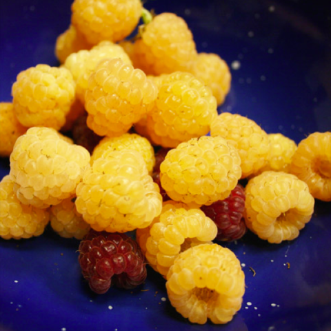 Rubus 'Anne', yellow raspberries