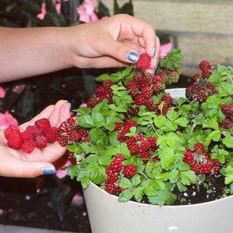 Rubus Sophia, very short raspberry plant growing in a pot