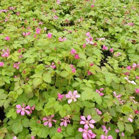 Raspberry, Ground Cover - Valentina | Friends School Plant Sale