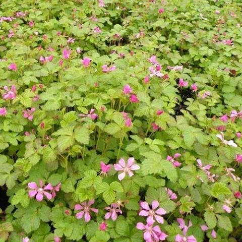 Rubus Valentina, low light green plants with light pink flowers