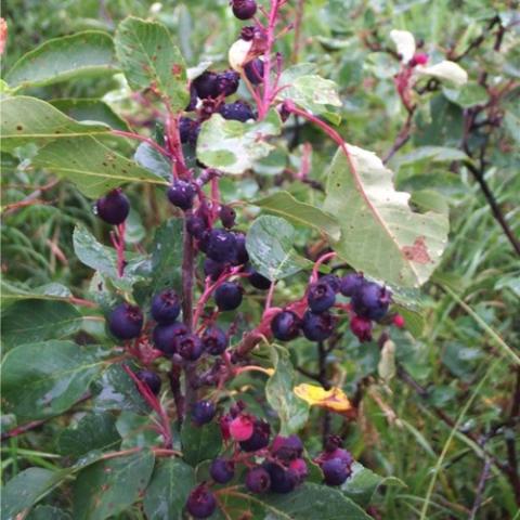 Amelenchier Honeywood, round purple berries in a cluster