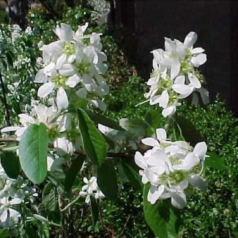Amelenchier 'Regent', white blooms