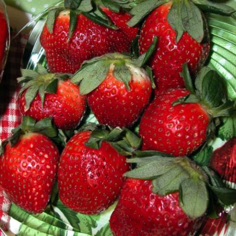 Fragaria Allstar, red strawberries