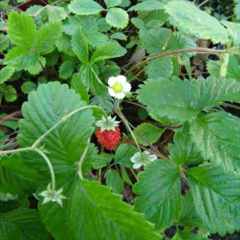 Fragaria vesca, red strawberry on green plants, white flower