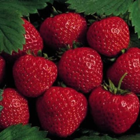 Strawberry 'Honeoye', red strawberries