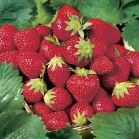 Strawberry 'Ozark Beauty', red strawberries
