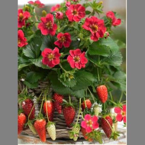Fragaria 'Tristan', dark red-pink flowers, red strawberries