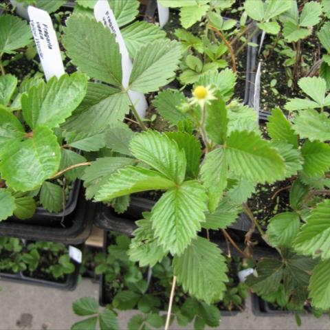 Fragaria 'Yellow Wonder', strawberry leaves and yellow-white fruit