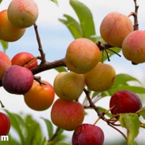 Toka plums, range of colors from yellow to red