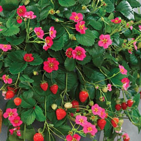 Toscana strawberry, dark pink flowers and red strawberries