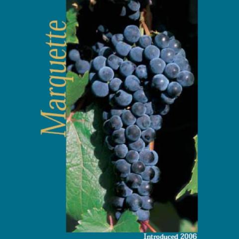 Vitis 'Marquette' fruit, blue
