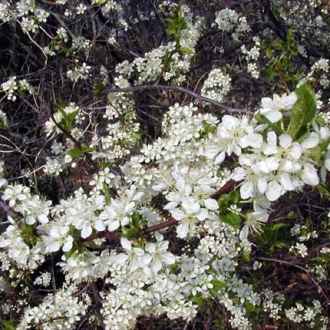 Wild Plum white flowers