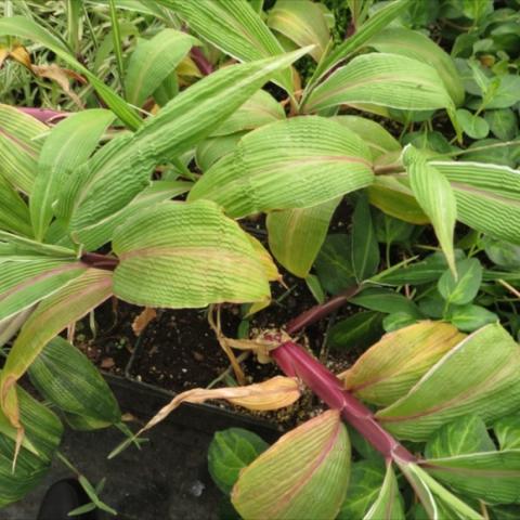 Oplismenus hirtellus variegatus, green wide grass leaves with white stripes