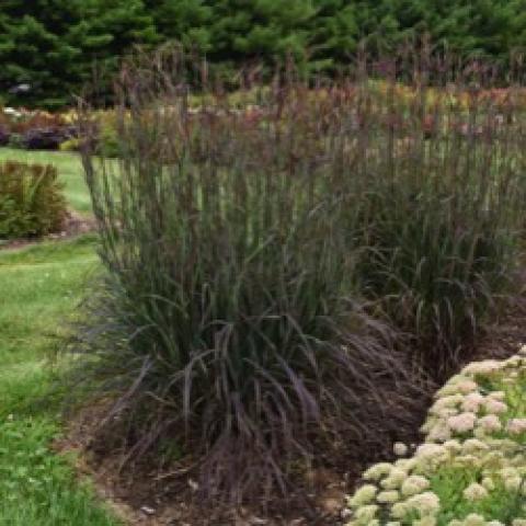 Little bluestem Blackhawks, very dark upright grass