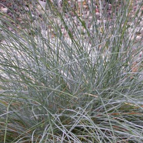 Festuca ovina glauca, blue-green grass