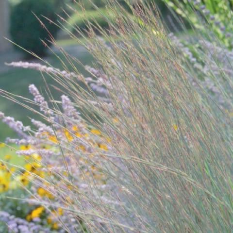 Little Bluestem 'Blue Heaven'