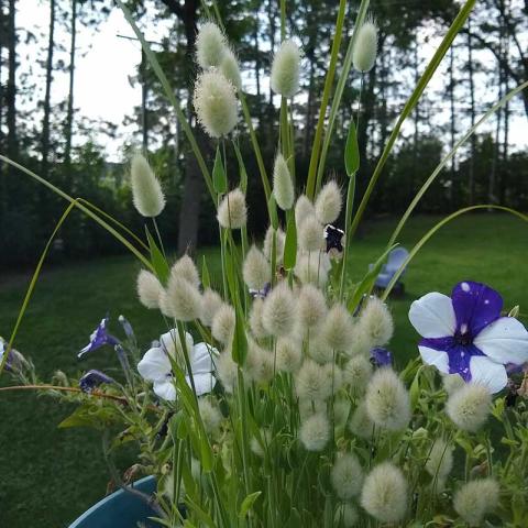 Lagurus ovals, furry seed heads